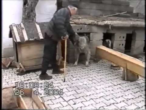 Sarplaninac  " Sredacka Zupa "