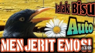 Download lagu Jalak Bisu Langsung Gacor | Dengar Suara Masteran Jalak Kebo Gacor Ini mp3