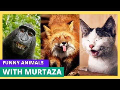 Cute Cats And Dogs 🐈 Funny Animals Life🐕You Definitely Laugh,Trust me 😱! With Murtaza