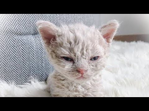 A strange cat was born in the shelter and then this happened.
