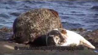 preview picture of video 'Grey Seals at the Sea Road, Lerwick, Shetland'
