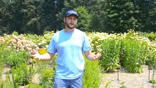 ギャルの自家栽培に成功した男