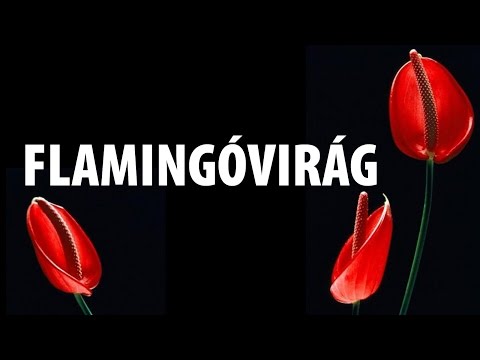 , title : 'Flamingóvirág - csodaszép Anthurium!'