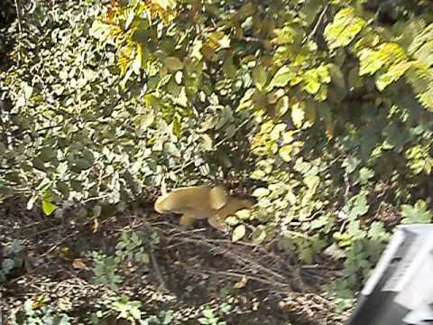 Onkel Dieter stürzt eine Klippe hinunter