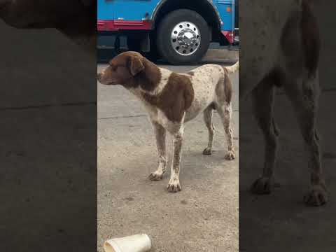 #elsalvadorsounds503 manchasperritoguia#tamanique #lalibertad