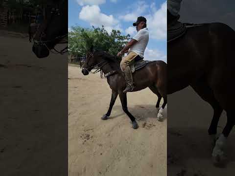 Cavalo 🐎 de Patrão em Altinho-PE
