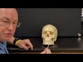 Professor Long 2401 Lab 2.21 Bones of the Skull Model