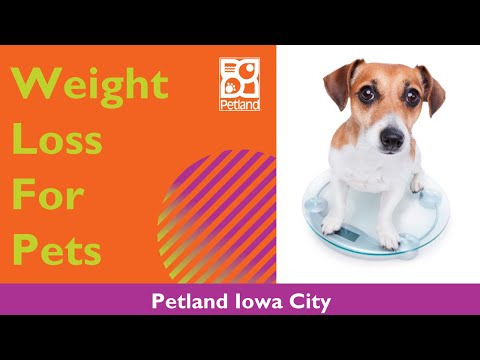 Pet Weight Loss Tips