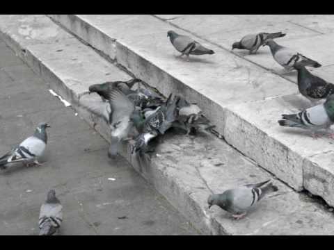 Der Kampf um das tägliche Brot  / The winner takes it all