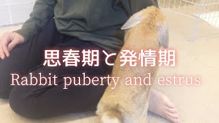 メスうさぎの思春期&発情期!!鳴き声、スプレー行為、マウンティング【bunny puberty and estrus】