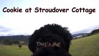 preview picture of video 'Cookie at Stroudover Cottage Part 1'