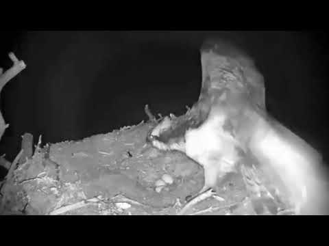 Owl vs osprey | Loch Arkaig Ospreys