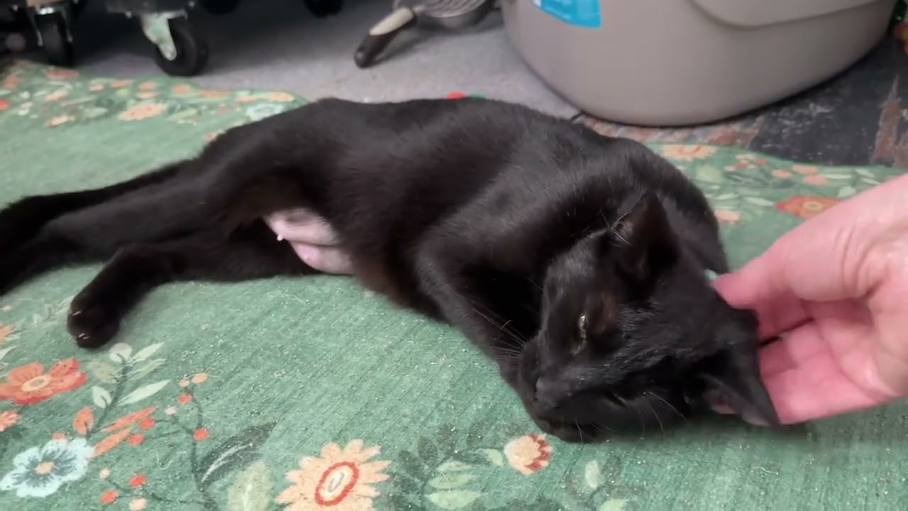Enlarge Alexa, a ADOPTABLE Domestic Short Hair in Beaufort, SC video 6/6