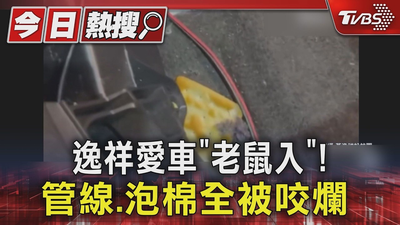 影音/逸祥愛車慘遭老鼠入侵!管線、泡棉遭咬爛 放黏鼠板仍難抓