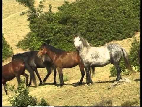 , title : 'Agriniovoice.gr | Τα Άγρια Άλογα του Πεταλά - Ta Agria Aloga tou Petala'