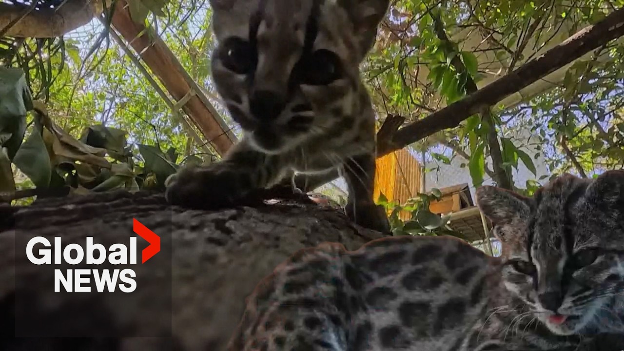 Video: Bolivia names Leopardus tilcayo, first new cat species since 1923