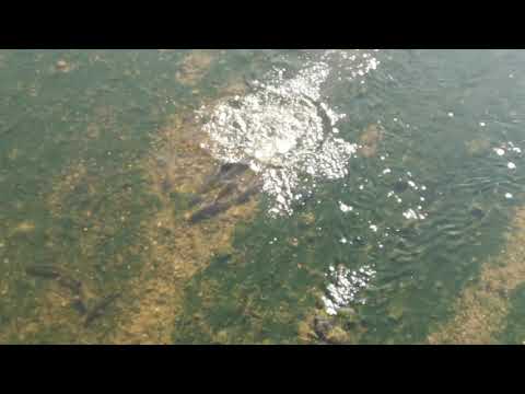 Ribble Barbel at Brockholes