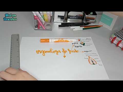 Organologia do fruto