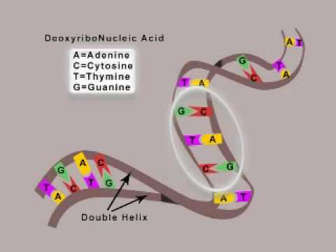 DNA video simple science