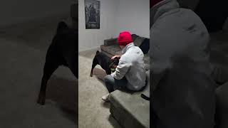 Video preview image #1 Rottweiler Puppy For Sale in Hillsboro, NH, USA