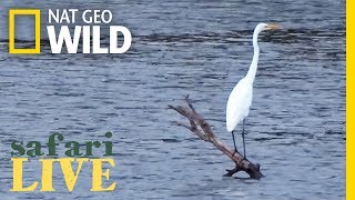 Safari Live - Day 135 | Nat Geo Wild Safari Live - Day 135 | Nat Geo Wild