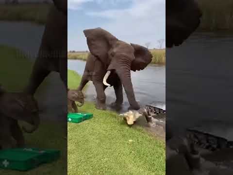 Elephant Saves Baby from Crocodile!