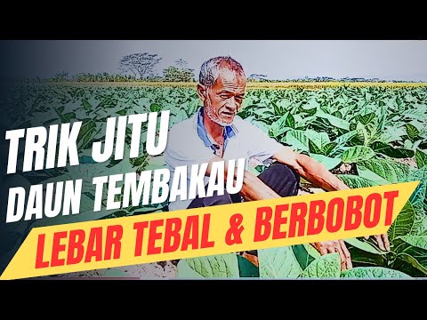 Trik Membuat Daun Tembakau Lebar, Tebal dan Berotot / Tembakau Grompol Part #1