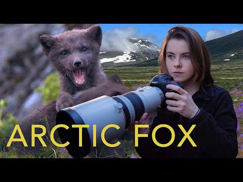 I discover the secret life of an Arctic Fox family in Hornstrandir, Iceland