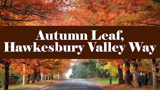 Hawkesbury Valley Way Autumn Drive 🍂 | Iconic Autumn Colours in Sydney 2025