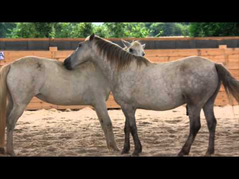 Centre équestre La Sabretache Les Chevaux de saint Victor Miniature vidéo YouTube 6