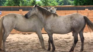 Miniature de la vidéo