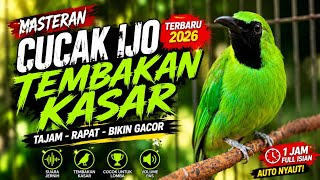 Download lagu 🔥 MASTERAN CUCAK IJO TEMBAKAN KASAR PALING TAJAM!! Auto Nembak Rapat, Isian Juara 2026. mp3 Download lagu 🔥 MASTERAN CUCAK IJO TEMBAKAN KASAR PALING TAJAM!! Auto Nembak Rapat, Isian Juara 2026. mp3