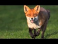 What does the fox say - Ringtone 