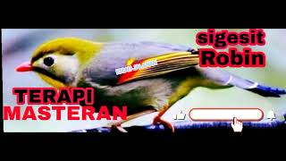 Download lagu SUARA LEGENDARIS BURUNG ROBIN GACOR | TERAPI RELAKSASI PANCINGAN DAN MASTERAN AMPUH mp3 Download lagu SUARA LEGENDARIS BURUNG ROBIN GACOR | TERAPI RELAKSASI PANCINGAN DAN MASTERAN AMPUH mp3