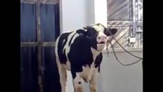 Download lagu الحيوانات المتكلم و مضحك mp3 Download lagu الحيوانات المتكلم و مضحك mp3