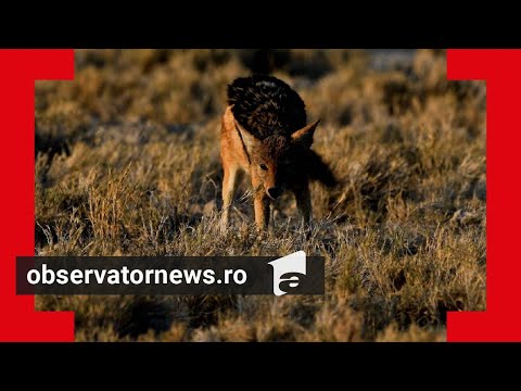"Vino, Ioane, că m-a muşcat vulpea". Mărturia soțului femeii atacate de un șacal turbat