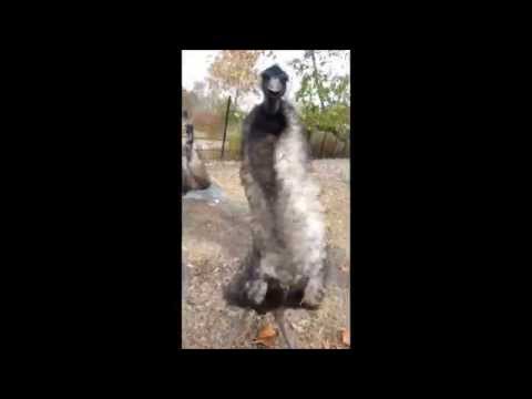 image-Can emus be aggressive?