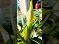 🌿 Dieffenbachia Reflector #plants #dieffenbachia #flower #flowers #aroid #houseplants