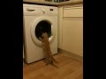 Cat See S Washing Machine For First Time