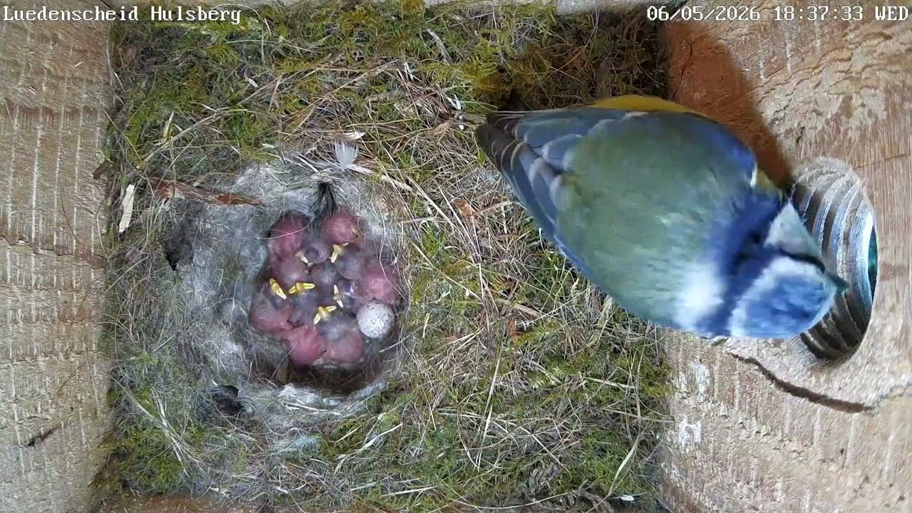 Im XXL-Blaumeisennest sind 10 von 12 Küken geschlüpft! | 06.05.2026