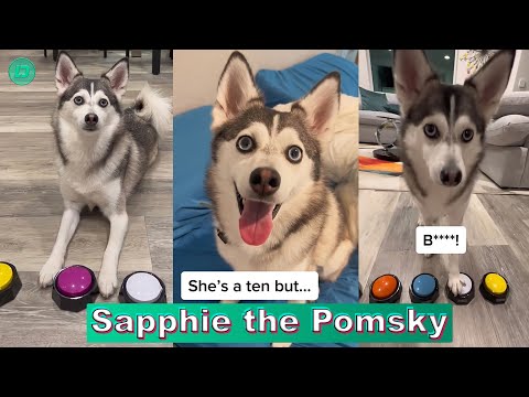 Sapphie the Pomsky Best TikTok Compilation 2023 | Sapphie the Pomsky New TikTok Videos