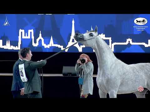N 45 D JUDI   World Arabian Horse Championship 2021   PARIS   Junior Fillies Class 2B