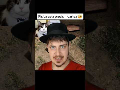 Această pisica a prezis moartea a 100 de oameni 😳