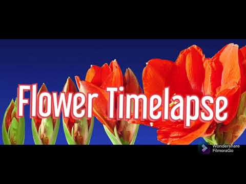 Flower Blooming Timelapse😍 #viralvideo #flowers #timelapse #viral #youtube