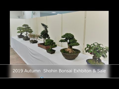 2019 Autumn Shohin Bonsai EXHIBIITION PART 1（秋の小品盆栽展）JP