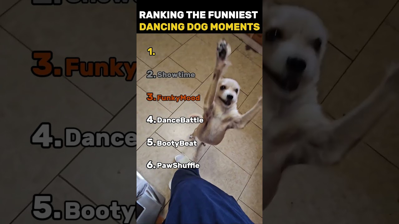 RANKING THE FUNNIEST DANCING DOG MOMENTS 🐶🎶😂 | They’ve Got Moves!