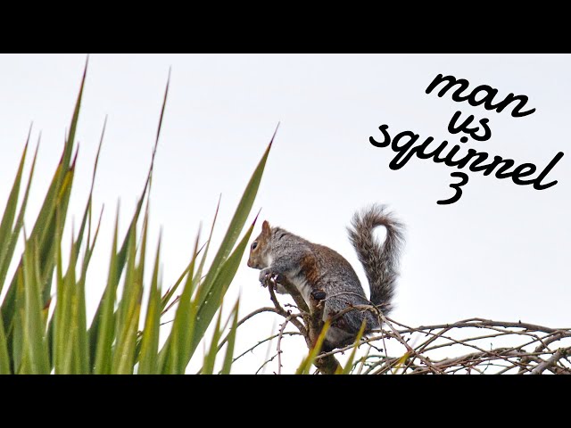 Man vs Squirrel 3 - Into the maze Banner