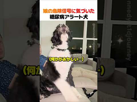娘の危険信号に気づいた糖尿病アラート犬