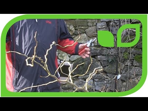 Wie schneidet man eine ZickZack Maulbeere