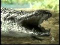 Animal Face Off